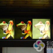 See the difference our triple strike method produces, everyone else in town prints backlit like the frog on the right, Signs for Success produces full color like the one on the left, come see us now for a fast quote